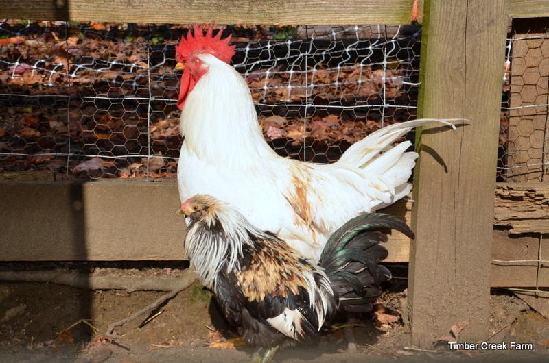 and has a mix of chicken sizes. I have also experienced some losses from housing bantams with full size chickens.