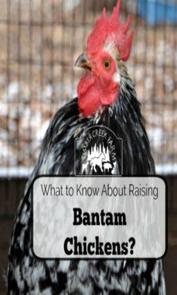 Small 1.50 ounces Recipes are written for large eggs, in most cases. If you weigh your bantam eggs, you can easily adjust the amount of eggs you will need when you raise bantam chickens. 2 eggs (6.