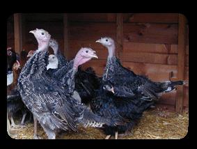 C. Turkeys also have names for