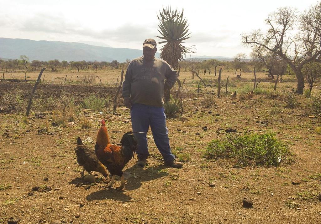 Majozi s experiment Majozi tried x breeding Australorps with his chickens -- but they also have