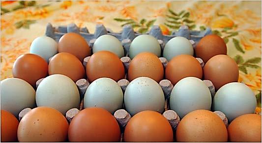to blue eggs Size: Roosters
