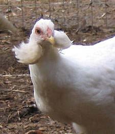 Different from the Ameraucana The ear tuft gene carries a