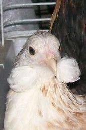 (associated with the ear tufts) that kills ~25% of chicks