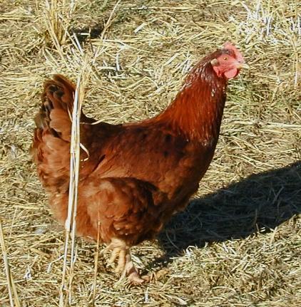 a broody breed that will sit on the eggs and hatch