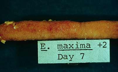 E. maxima