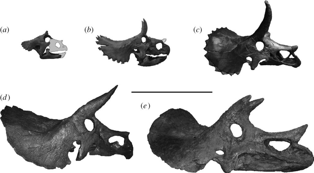 2760 J. R. Horner & M. B. Goodwin Triceratops cranial ontogeny Figure 1. Five examples of the four cranial ontogenetic growth stages in Triceratops skulls in right lateral view.