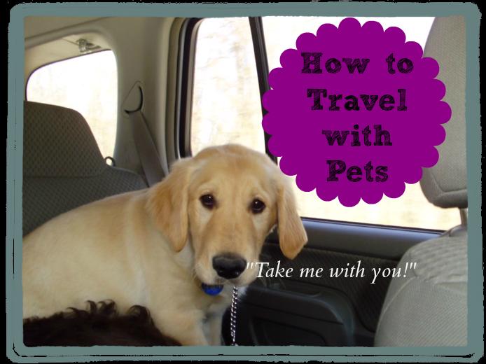 Dogs Taking your dog or dogs with you is not that uncommon. People travel with dogs in the car, more and more.