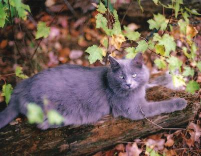 For Alley Cat Allies' Over 500,000 Supporters and Activists NATIONAL FERAL CAT DAY ENGAGES ALL 50 STATES THE EVOLUTION OF THE CAT REVOLUTION by Becky Robinson