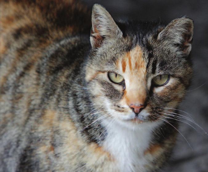 NATIONAL FERAL CAT DAY ENGAGES ALL 50 STATES (continued from page 1) The cats now live comfortably near her home, and she is grateful to Alley Cat Allies for helping her.