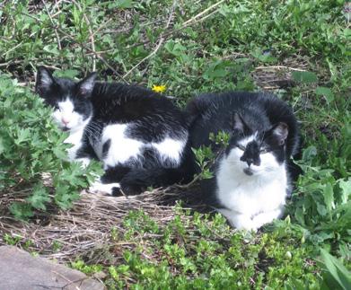 cat tales the newsletter of the Feline Friends Network april 2015 This month, as part of our ongoing series on supposedly feral cats who turned out to be not-so-feral after all, we feature Cleopatra