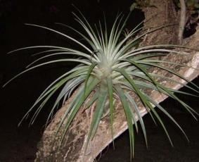 high elevations, Tillandsia utriculata is suited