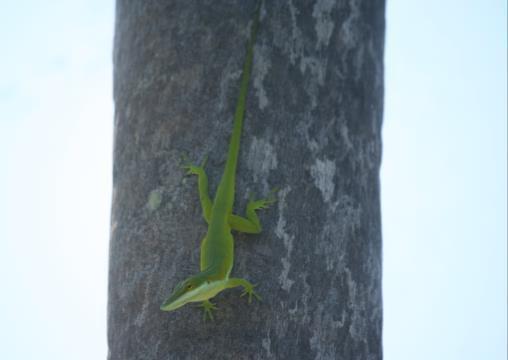 Little Cayman green anole study takes off! -by Vaughn more Bodden There are few habitats in the Cayman Islands where you can go and not encounter an anole.