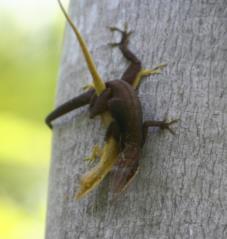 Over half of the anoles caught were found perched higher than two meters, and the highest one was perched just over five meters above ground!