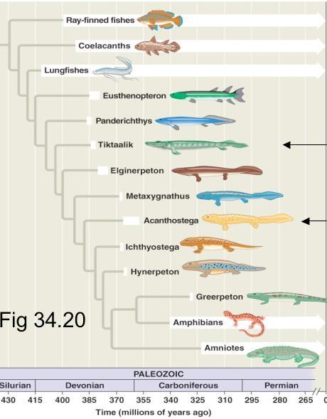 Major Transitions in Phenotypes Vertebrate Fish Amphibian Tetrapods Point of transition from exclusively aquatic organisms to terrestrial vertebrates is important Figure 34.