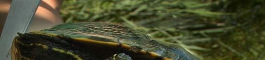 Red-eared Slider Turtle Trachemys scripta elegans