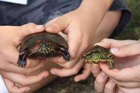 are able to extend their heads great distances. Be careful to keep fingers near the rear of the turtle and away from claws.