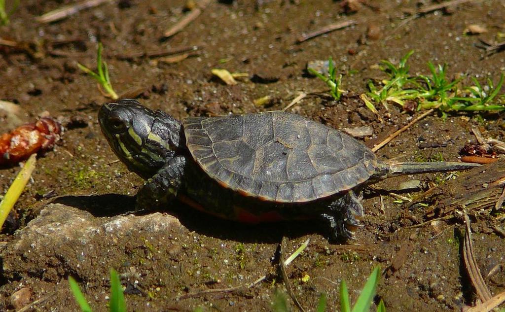 Western Painted Turtle Surveys on Galiano, Pender, and Vancouver Island, 2008, Including Surveys in Selected CRD Regional Parks Prepared for
