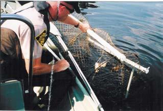 the traps was stolen. Figure 9. Wildlife Enforcement officer pulling up a trap used by a commercial harvester. (Photo provided by Wildlife Resources Commission).
