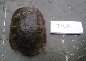a) b) c) Figure 11. Marking scheme for target turtle species. a) Letter assignment to the marginal scutes of a Yellowbellied Slider carapace. (Dorcas 2003). b) Top view of a marked turtle.
