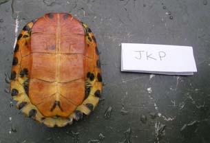 Once marked, each turtle was aged by counting the growth rings on the second costal scutes (Sexton 1959b, Congdon et al. 1994), sexed (Dorcas 2003), and weighed.