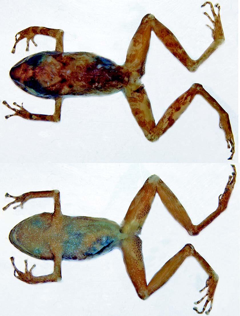Duellman and Hedges Figure 3 - Dorsal and ventral views of preserved