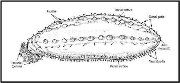 retractable, tentacles used to gather food for nourishment. Figure 2 shows the exterior anatomy of the sea cucumber, including its tentacles for feeding.