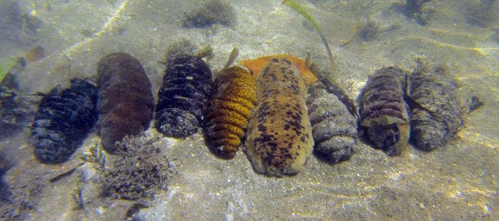 one side due to the crescent shape of the cay. The vast majority of sea cucumbers were found in higher density turtle grass in shallow water ranging from two to four feet. H. Mexicana and I.