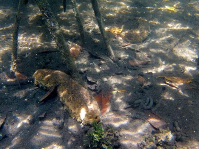 location was low with large quantities of suspended algae and sediment. Sea cucumbers could be found well protected in the mangroves as well as in dense turtle seagrass.