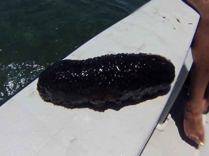 Although the majority of sea cucumbers were found in two to four feet of water, there were a variety of species and sizes at this site The H. mexicana to I.