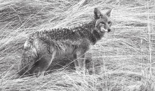 Chapter 4 Central and North America (Nearctic) 4.1 Coyote Canis latrans Say, 1823 Least Concern (2004) E.M. Gese and M.