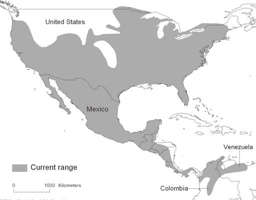 Figure 4.3.1. Current distribution of the gray fox.