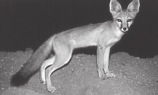 pattern of daily activity of wild Santa Cruz Island foxes needs to be assessed, and compared to the activity of captive and captive-reared foxes that are released into the wild.