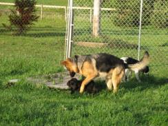 Interdog Aggression Often occurs between 1-3 years of age