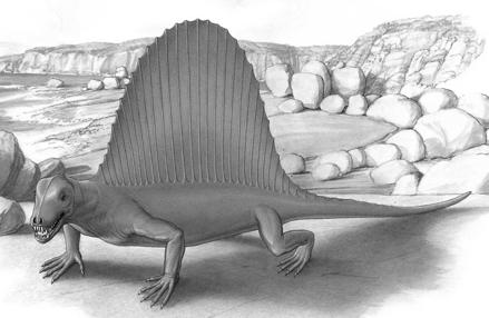 When did endothermy evolve? Late pelycosaurs: Therapsids: 1. BONE STRUCTURE 2 types of bone: 1. Lamellar-zonal: Bone laid down in simple layers. 2. Fibro-lamellar (birds & mammals): Similar layering, but additional canal system to carry blood.