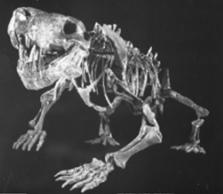 Inostrancevia (Permian, Russia) Flattened femur sabre canines Dominant predators of Permian; tiger sized