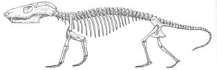 mammals) Probelesodon (Triassic, S Amer) Cynognathus (Triassic, S Afr) Masseter fossa Bony palate Many