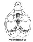 fossa for massester (jaw closing muscles) Secondary palate expands** Double occipital condyle** Even