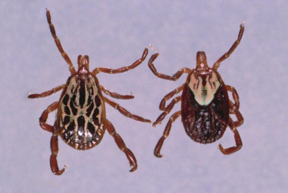 Soft ticks (Figure 6) are of less importance to hogs. Soft ticks feed rapidly while a host animal is resting and then leave. A typical soft tick is the spinose ear tick.