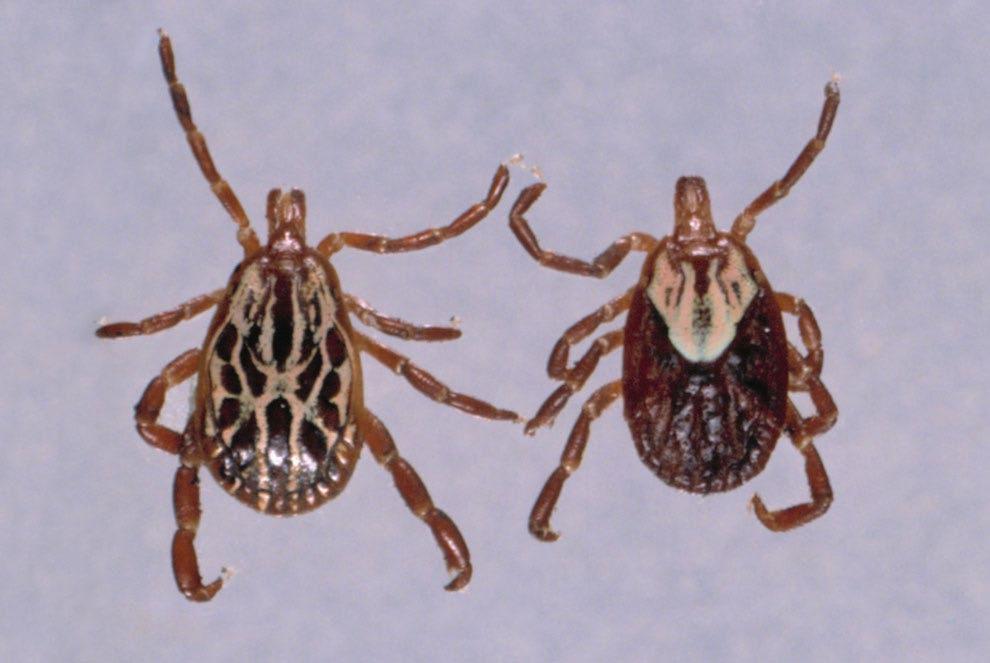 Stable flies are proven vectors of swine diseases such as hog cholera and leptospirosis. Figure 4. American dog tick.