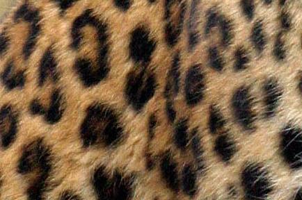 Do: Can the leopard change his spots?