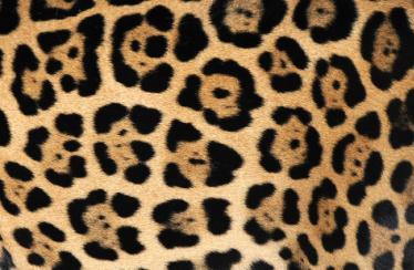 All leopards also have a different type of spotty pattern to the other big cats.