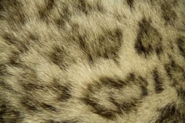 A B C D (Answer: pattern B belongs to an Amur leopard.