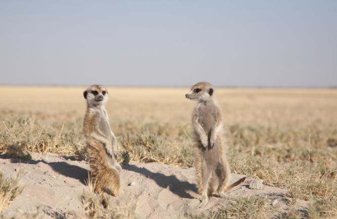 Meerkat Habitat: Dry grasslands and scrublands. What is it like in this habitat? (Hot and dry, with few trees) Look: Can you see... Short fur? Dark eye patches? Light brown colour? Long, sharp claws?