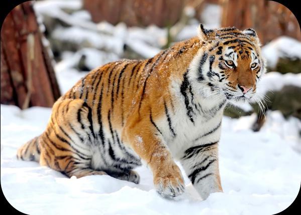 Amur tiger Habitat: Forests and woodlands. What is it like in this habitat? (Lots of trees, mountain streams, very cold in the winter) Look: Can you see... Long, thick fur? Long whiskers?