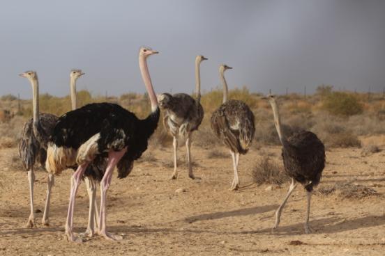How do all these features help the ostrich to survive in its habitat?