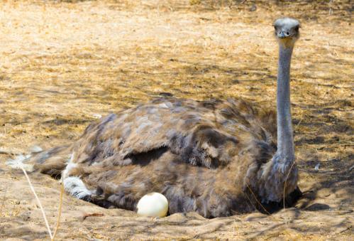 running quickly A hard beak for nibbling plants or catching prey Tiny wings although the ostrich has lost its ability to fly,