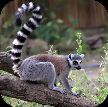 Long stripy tail to help it follow other members of the group and balance in trees Long back legs to help it jump from tree to tree Thick, grey fur to keep it warm in cool weather and at night Large,