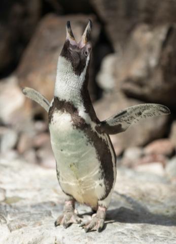 Do: Penguin passion! Humboldt penguins have a special way of trying to attract a mate.