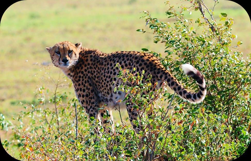 Cheetah Habitat: Mostly grasslands. What is it like in this habitat?
