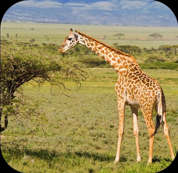 Giraffe Habitat: Savannah and woodland. What is it like in this habitat? (Generally hot and dry for most of the year, with one rainy season) Look: Can you see... A very long neck? Two little horns?